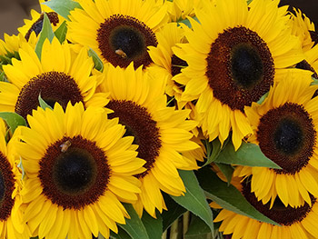 NS3_SunflowerBliss_HillaryHarmon_800px