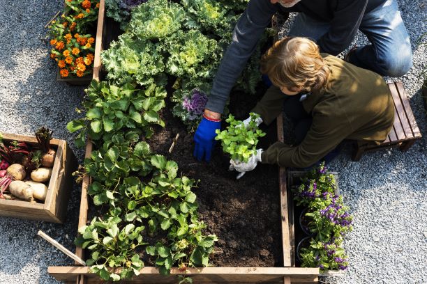 World Health Day: Start your own vegetable garden