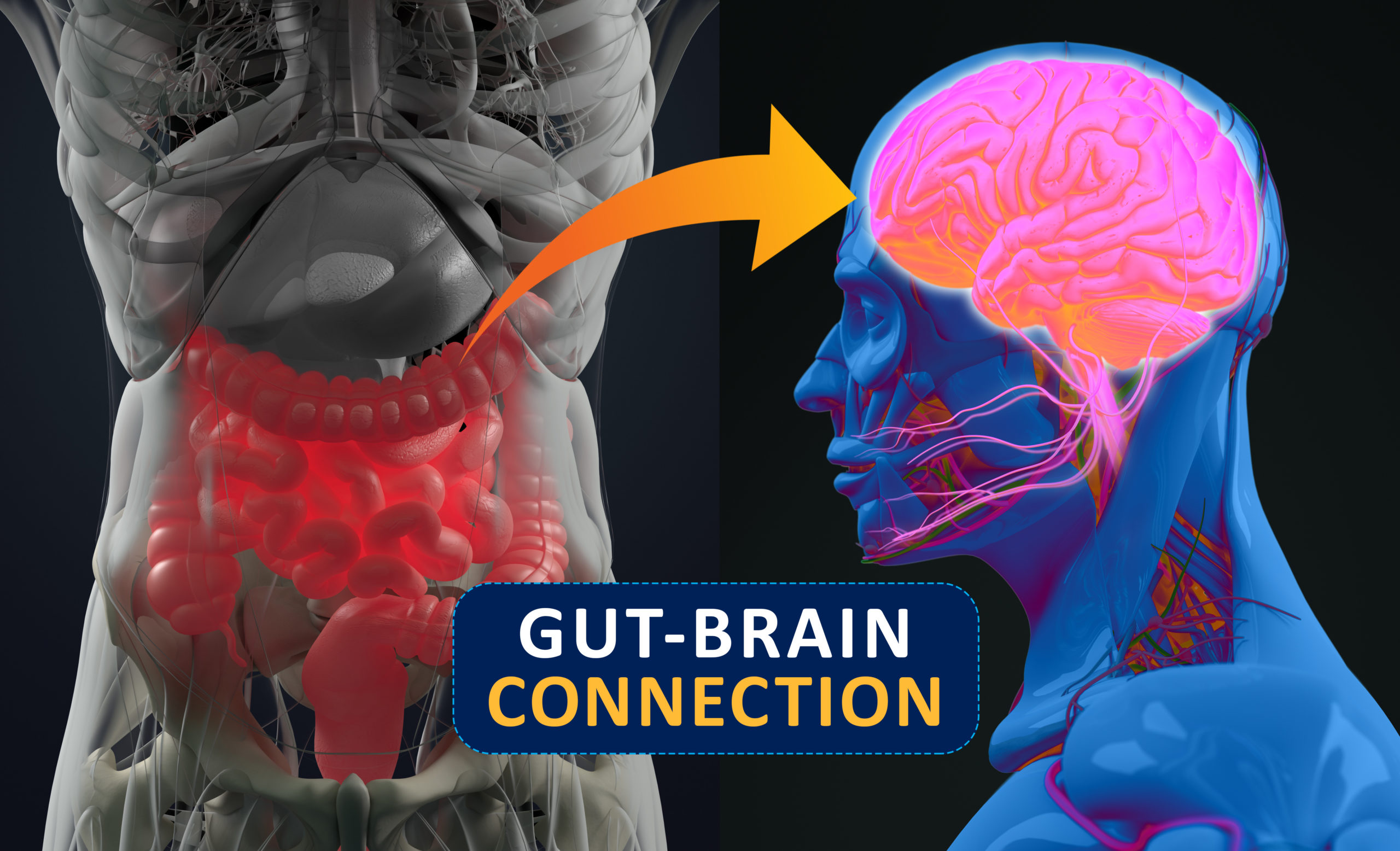 Our gut microbiome and brain: A closer look at their connection