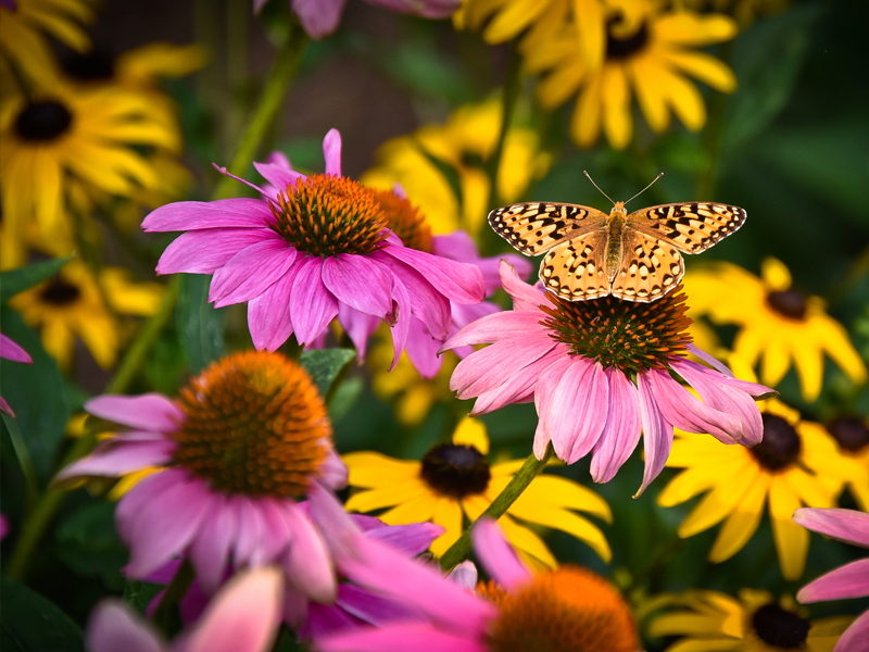 FFW2-Flutterby-800px