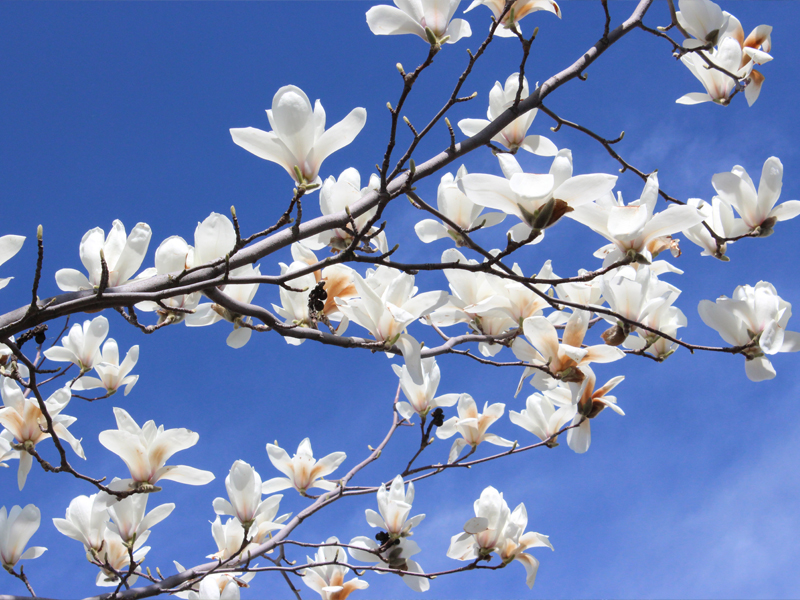 TGO2-Magnolia-in-Bloom-800px